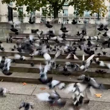 City Wings: London’s Feathered Locals | @ London Life