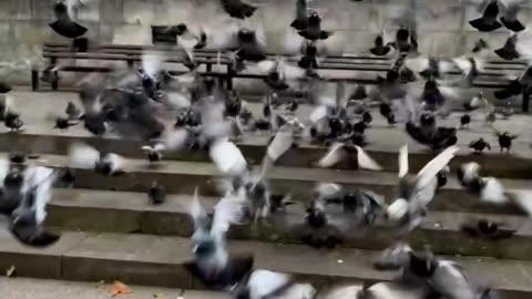 City Wings: London’s Feathered Locals | @ London Life