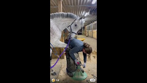 horse shuse repair