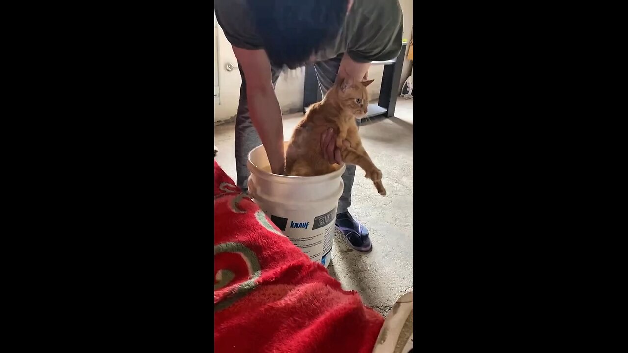 Moment pertama kali kucing mandi