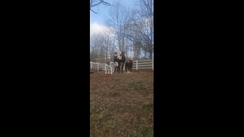 Momma cow and baby heifer calf.