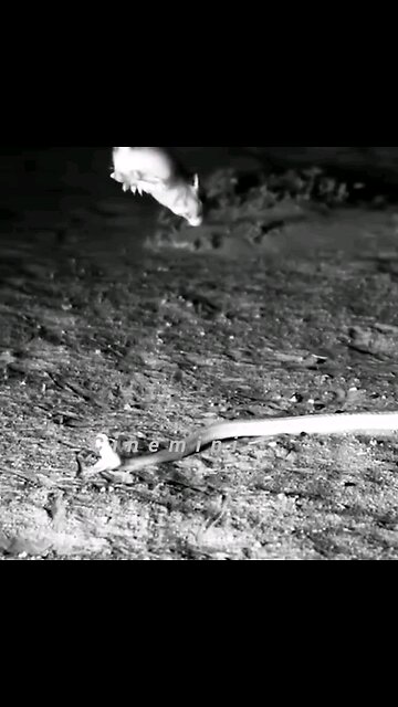 NEWSMAX2 LIVE What a jump by rat!!!!!!Viral HeroicAnimals Viral funnymoments rat and snake