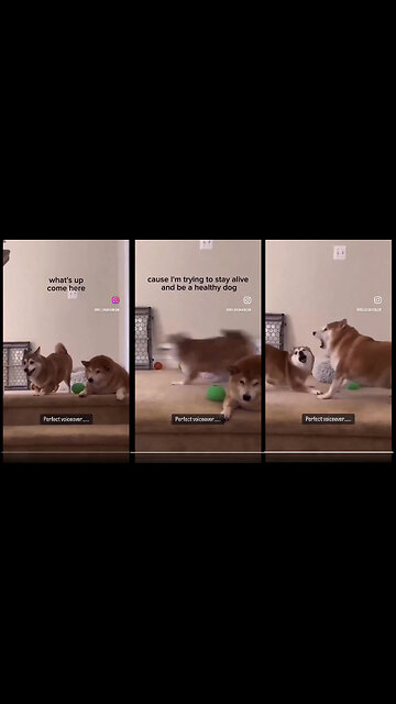 Healthy dog is smack-talking fat boy dog