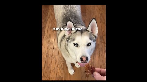 🎄Merry Christmas to Flyn’s Friends❤️