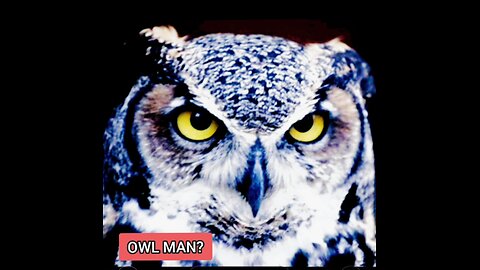 OWL MAN?
