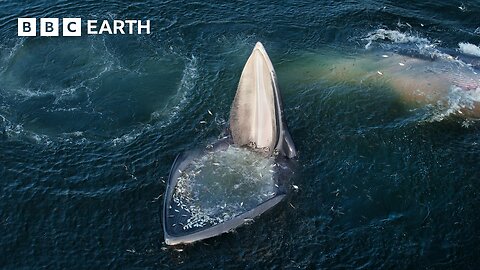 Top 5 Whale Scenes BBC Earth