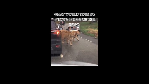 Lions Walking On Road