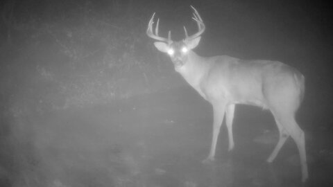 Buck Quickly Looking Over