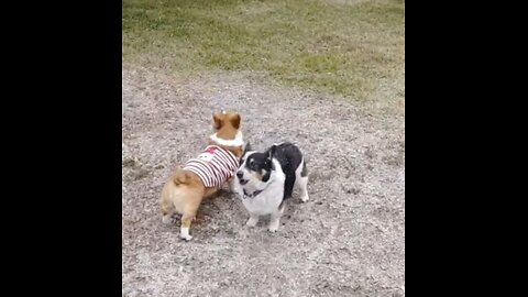Florida Corgis In The Snow!