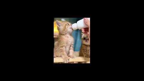 Two cute cats are mischievous by drinking milk And joking together