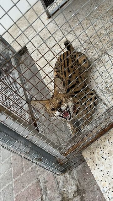 Cute baby Leopard roaring