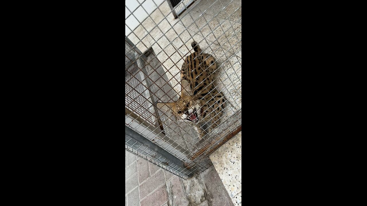 Cute baby Leopard roaring