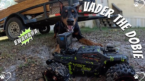 Doberman Chases RC Truck with GoPro Action Shots: Yard Dirt Mayhem!