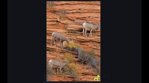 How Do Bighorn Sheep Climb Impossible Cliffs? #wildlifewonders #animallovers