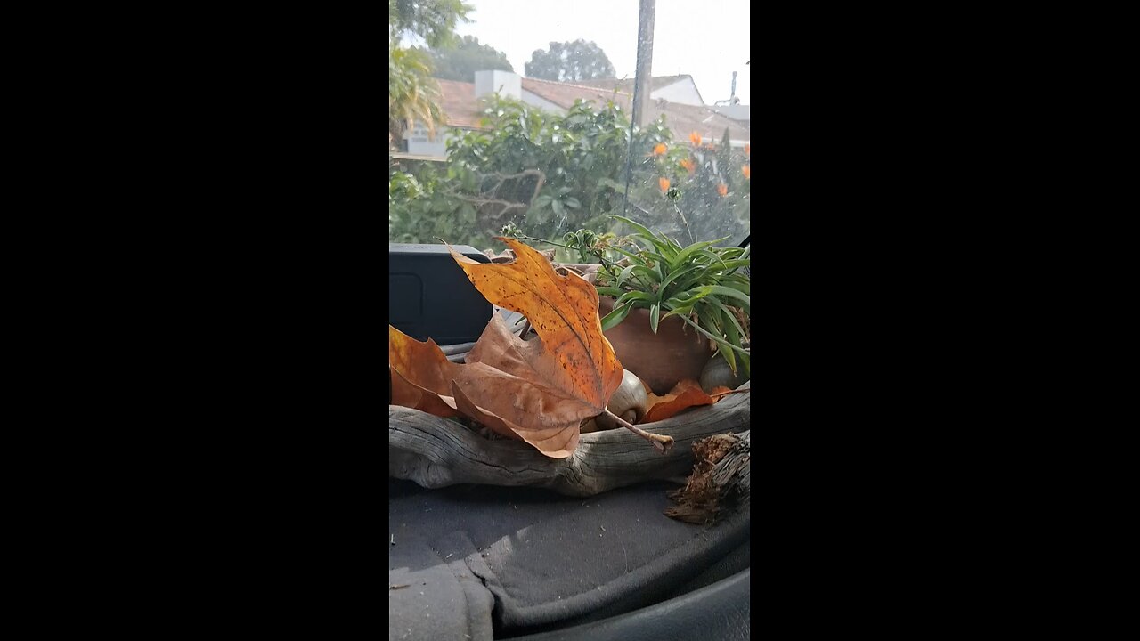 Good Morning Mr Plant