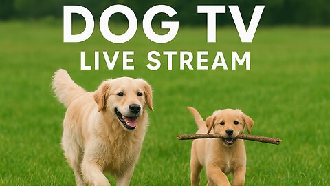 Calm Anxiety & Stress In Dogs, Puppies & You With Relaxing Music (Scientifically Proven)