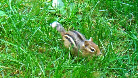 Chipmunk