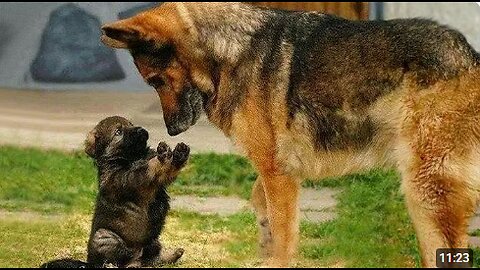 Dogs Can’t Stop Being Silly Together 😹 Funniest Dog Videos 2025