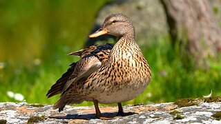 Gadwall Duck Hen Preening / Grooming on a Rock