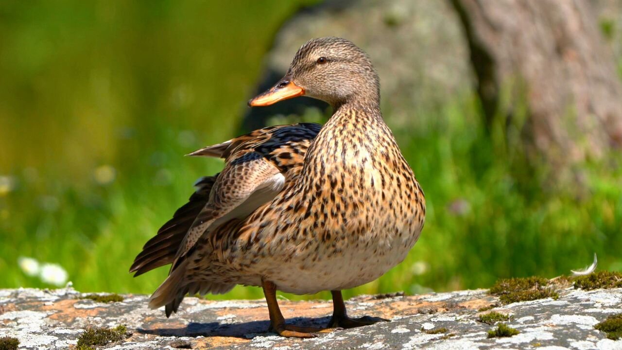 Gadwall Duck Hen Preening / Grooming on a Rock