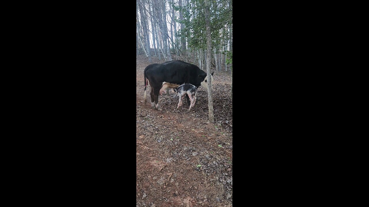 Newborn baby heifer calf.