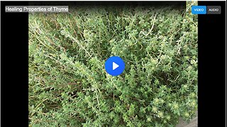 Healing Properties of Thyme