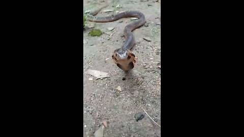 animal fight