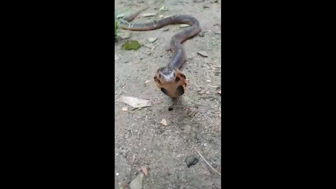 animal fight