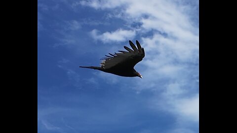 🦅 Rhapsody On A Theme Of Paganini, Op.43, Variation 18 - Rachmaninoff 🦅