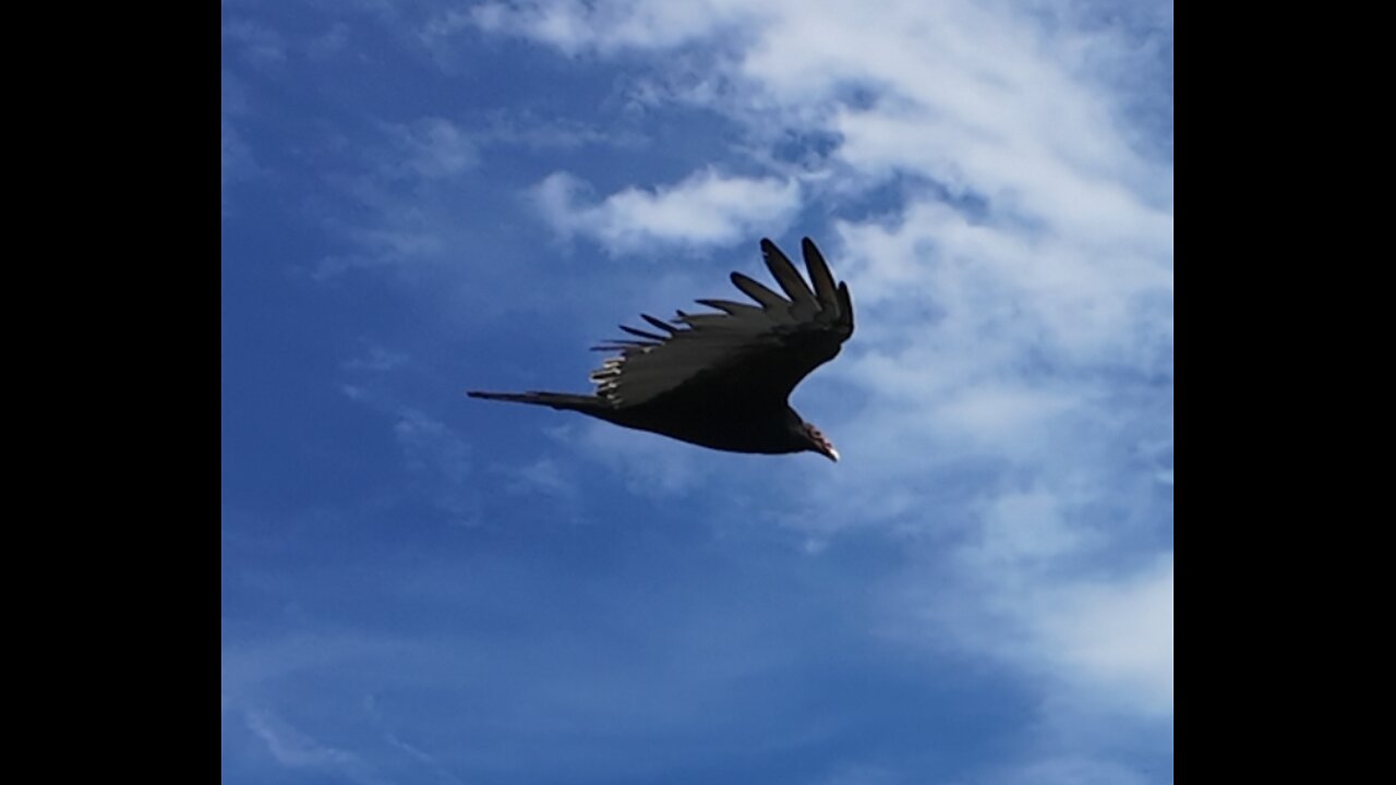 🦅 Rhapsody On A Theme Of Paganini, Op.43, Variation 18 - Rachmaninoff 🦅