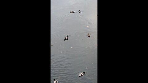 Mallard Ducks 🦆 #mallardducks #viral #viral #shorts #duck #ducks #followme #trending