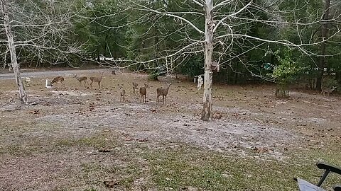 Deer family back with the Buck 12/5/25