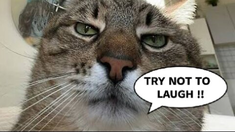 Try Not to Laugh 🤣| Cats & Dogs #funny #short#viral