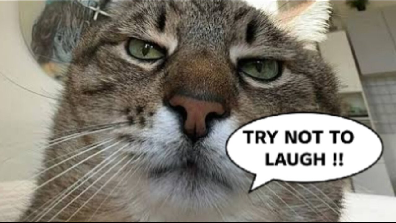 Try Not to Laugh 🤣| Cats & Dogs #funny #short#viral