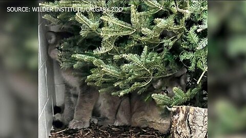 Cougar orphans find temporary home at zoo