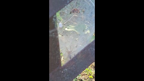 Big Scary Spider