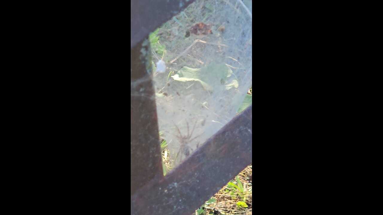 Big Scary Spider