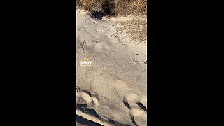 COULD THIS BE A FOX DEN?