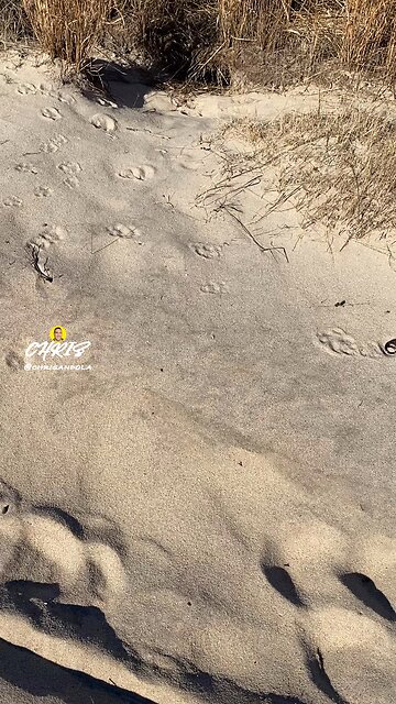 COULD THIS BE A FOX DEN?