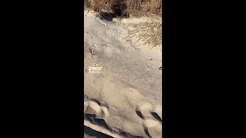 COULD THIS BE A FOX DEN?