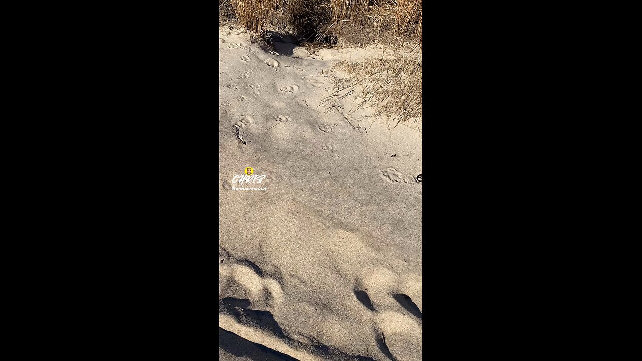 COULD THIS BE A FOX DEN?