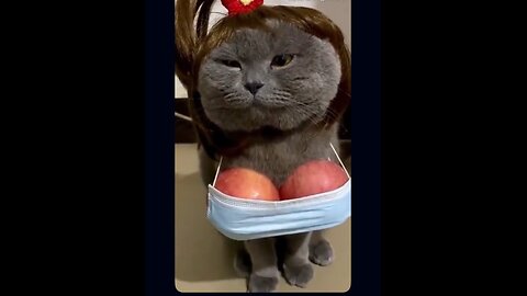 Cat vs Cucumber – Funniest Scared Cat Reaction!”