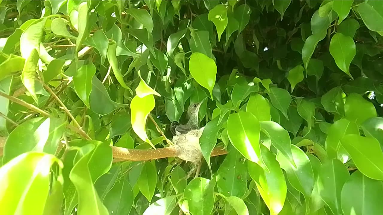 Beautiful hummingbird in its nest in a tree! [Nature & Animals]