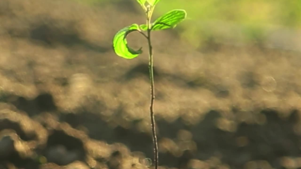 The Unknown Powers Of DMSO Dimethyl Sulfoxide As a Home Remedy