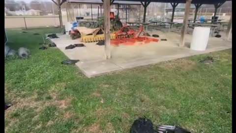 72 Dead Vultures Discovered at School