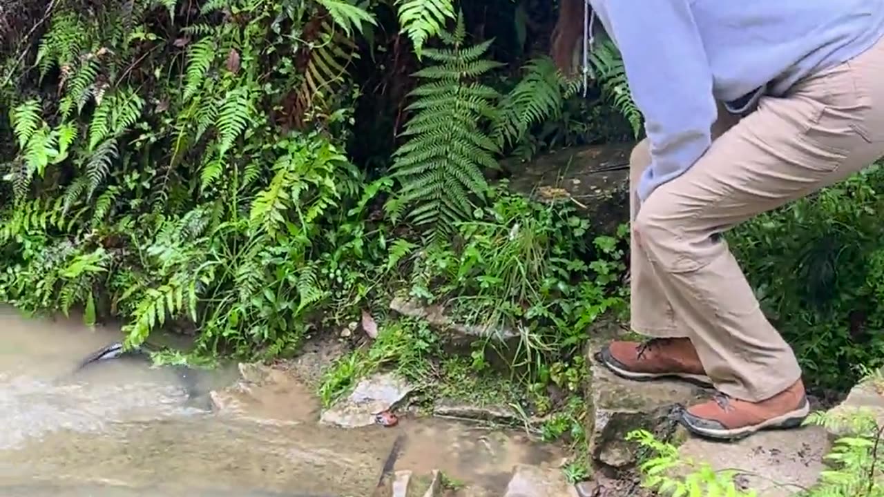 ✨🐟 Meet the Largest Freshwater Eel That Eats from Your Hands! | FeedMyCuriosity