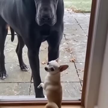 He Barks Like A Tough Guy...Until The Door Opens😂🐶