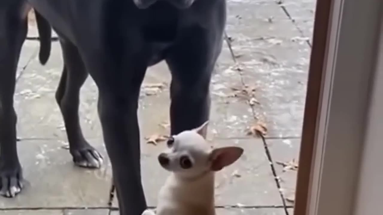 He Barks Like A Tough Guy...Until The Door Opens😂🐶