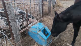 Trent Loos in the Morning - 1/26/2026