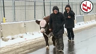 Trent Loos in the Morning - 1/26/2026